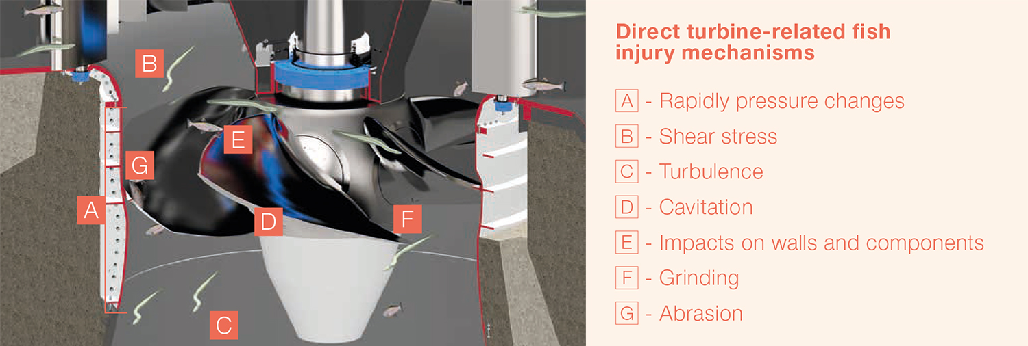 Possible fish injuries caused by turbines