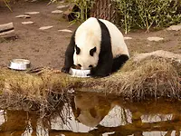 panda_Pandritz-campaign_pulp-and-paper