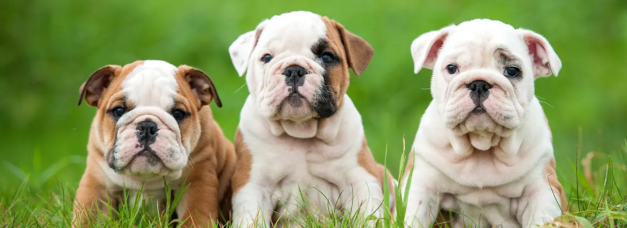 FB_bulldog-puppies_Granfood_feed-and-biofuel