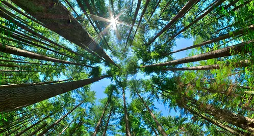 CircleToZero_Forest