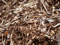 Picture of bark